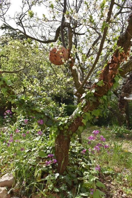 La Petite Maison Des Artistes Séguret エクステリア 写真